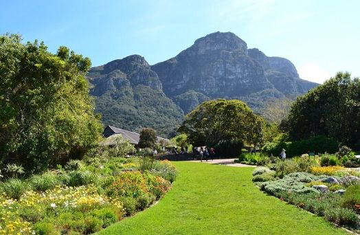 jardin kirtenbosch afrique