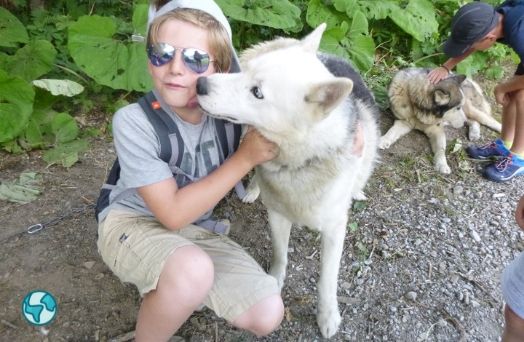 colonie chiens husky france