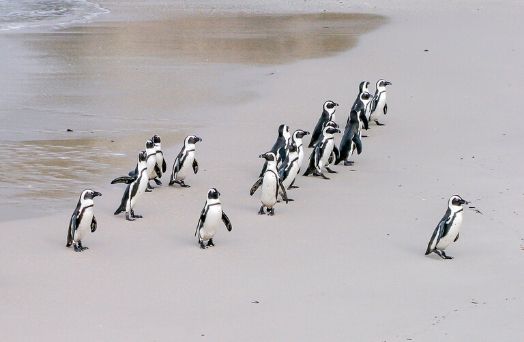 boulders beach manchots