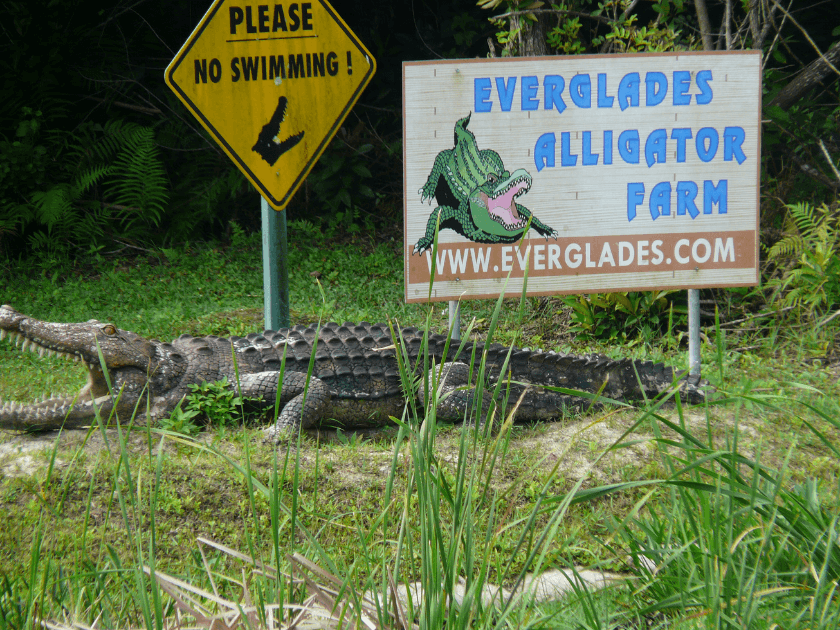 everglades, floride, alligator, usa