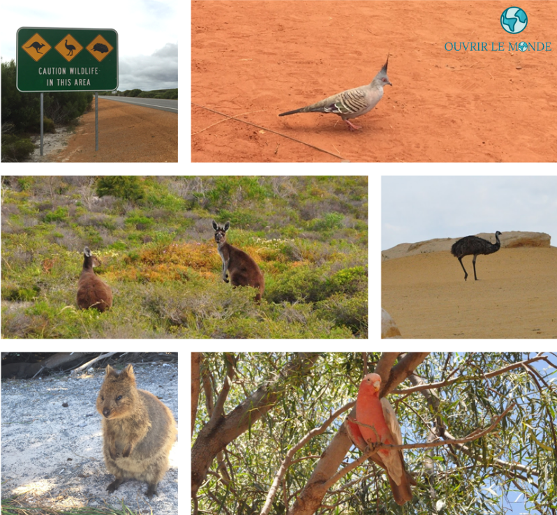 Animaux sauvages australiens - Séjour en Australie CEI (copyrignt @Annabelle Dupé)