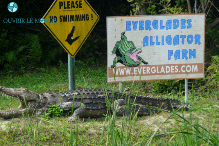 Everglades à Miami-Colo CEI Miami