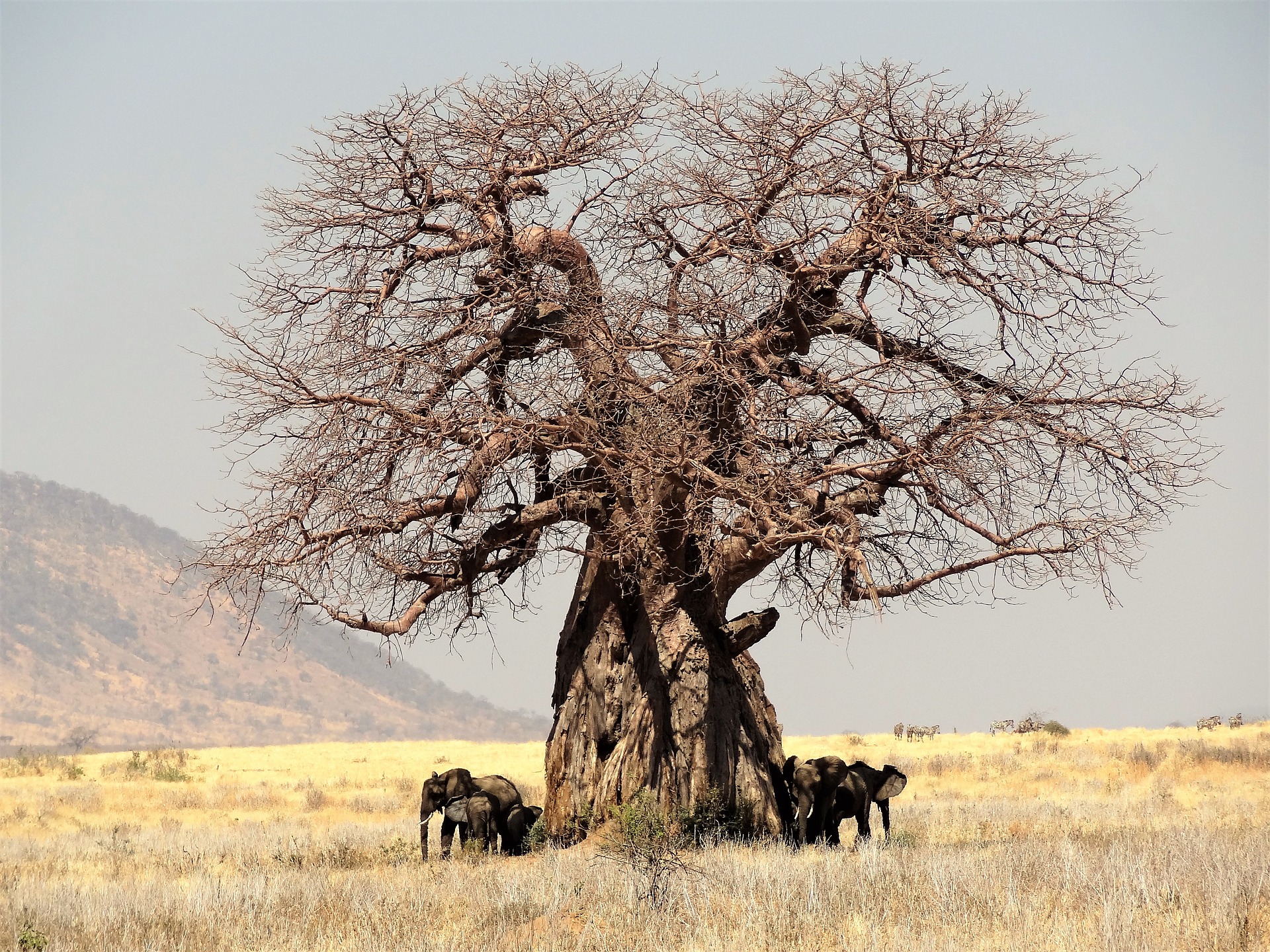 Séjour en Tanzanie-Baobab et éléphants en Tanzanie