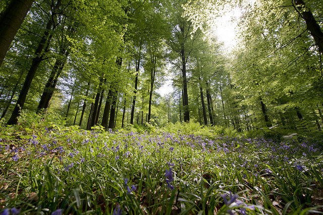 Les incontournables de Bruxelles-Forêt de Soignes