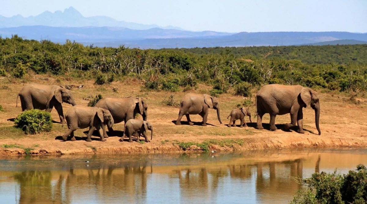 groupe-éléphants