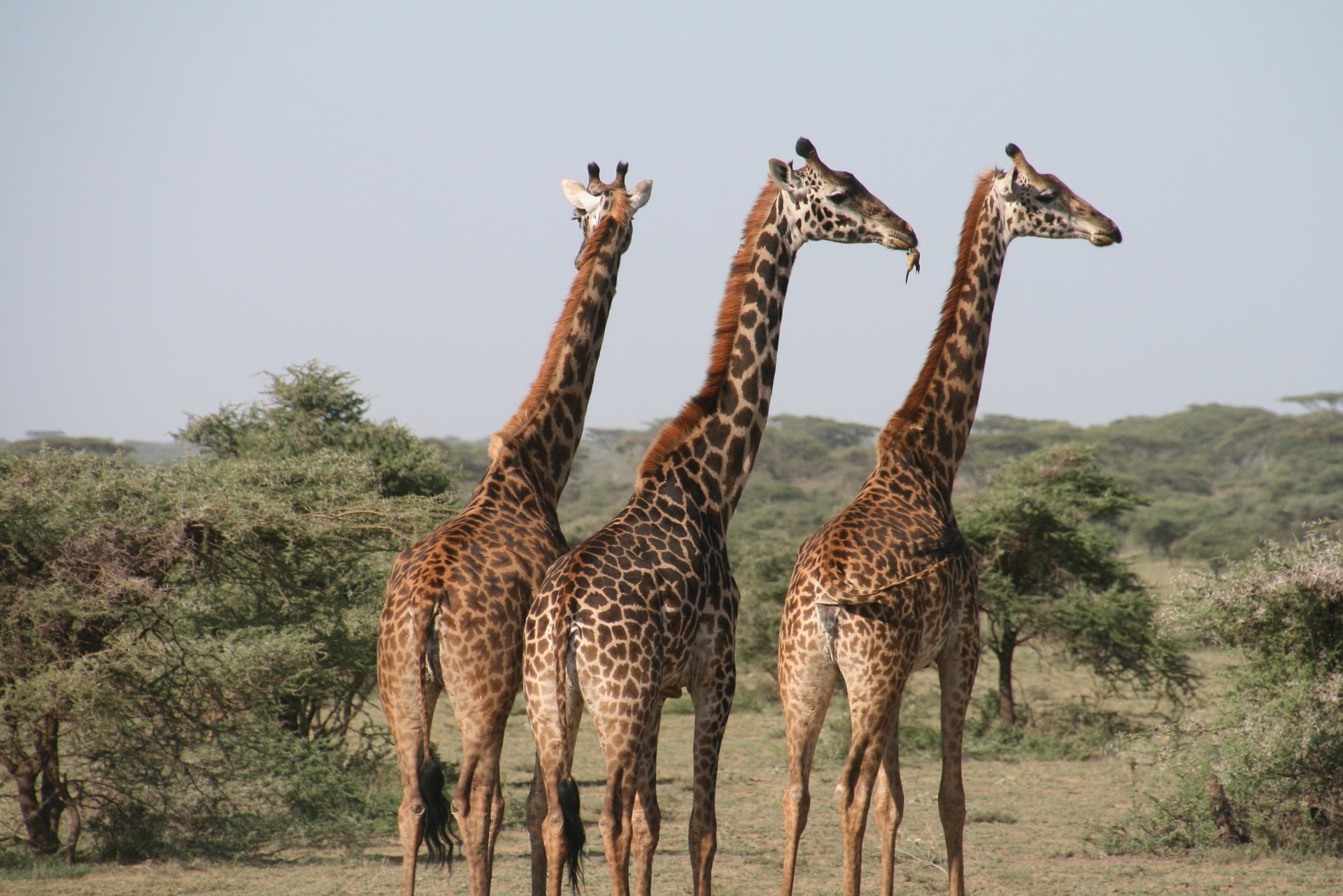 Séjour en Tanzanie-Girafes dans le Serengeti