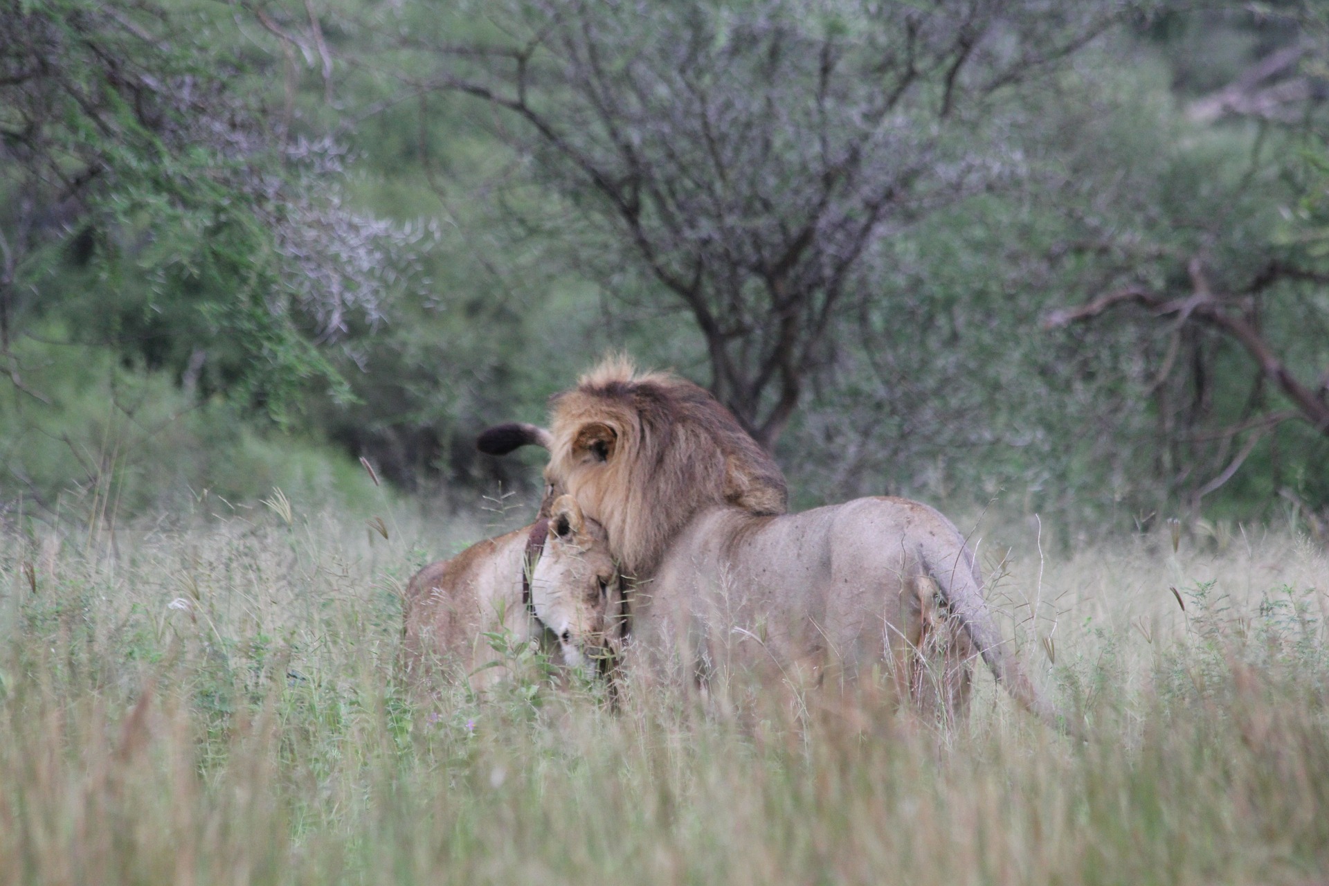 Séjour en Tanzanie-Couple de lions en Tanzanie