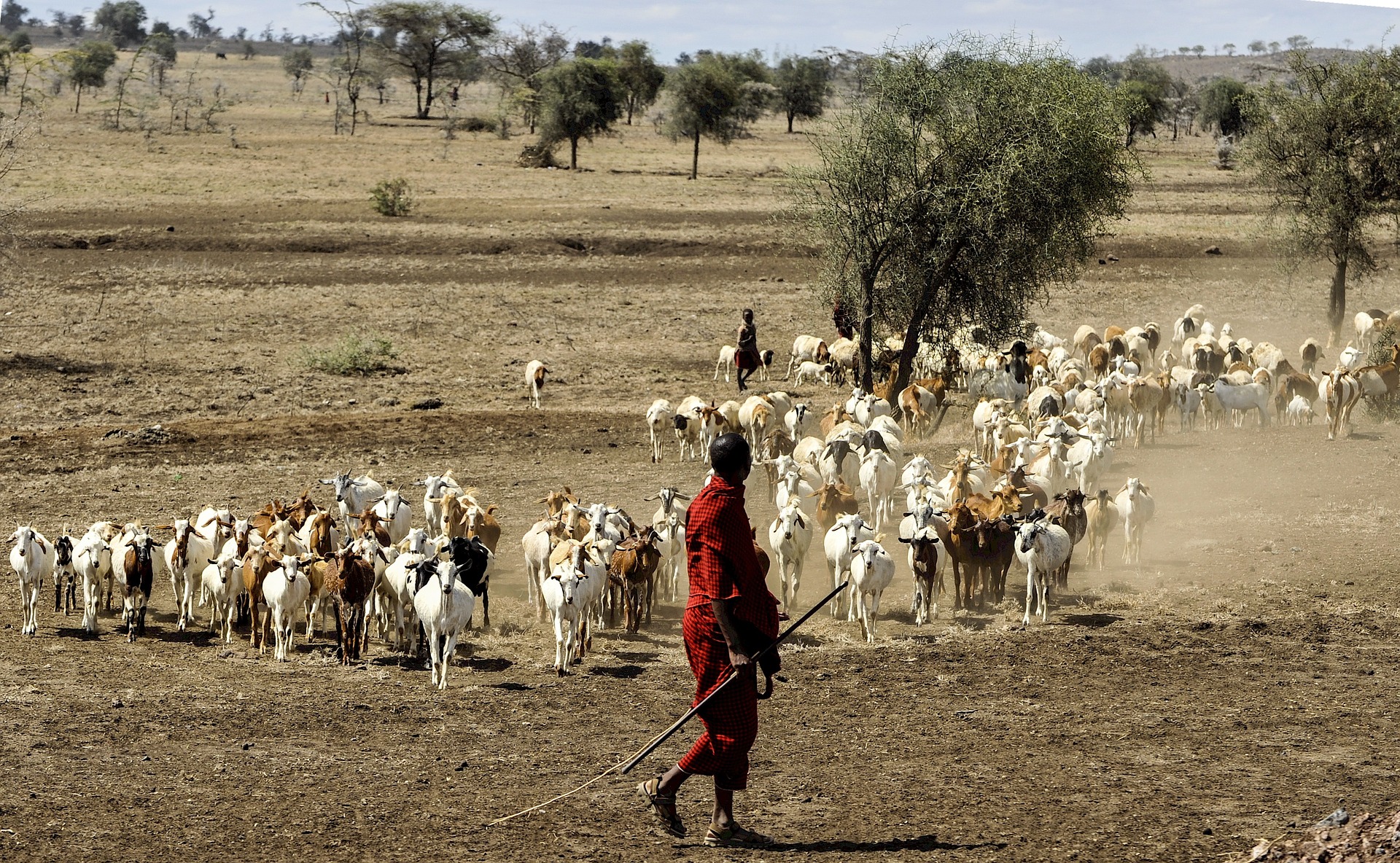 Séjour en Tanzanie-Un berger Maasaï