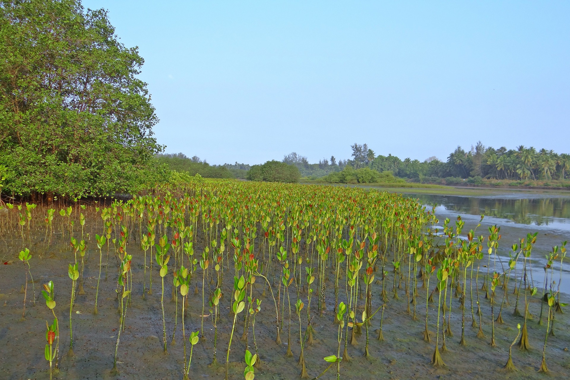 Séjour aux Philippines-Plages et mangroves