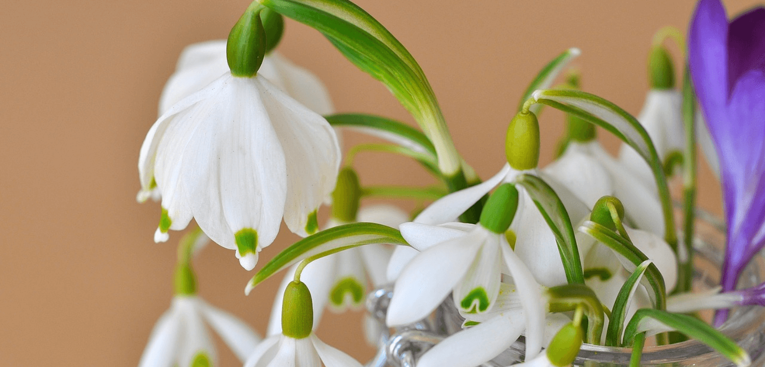 muguet fete du travail monde