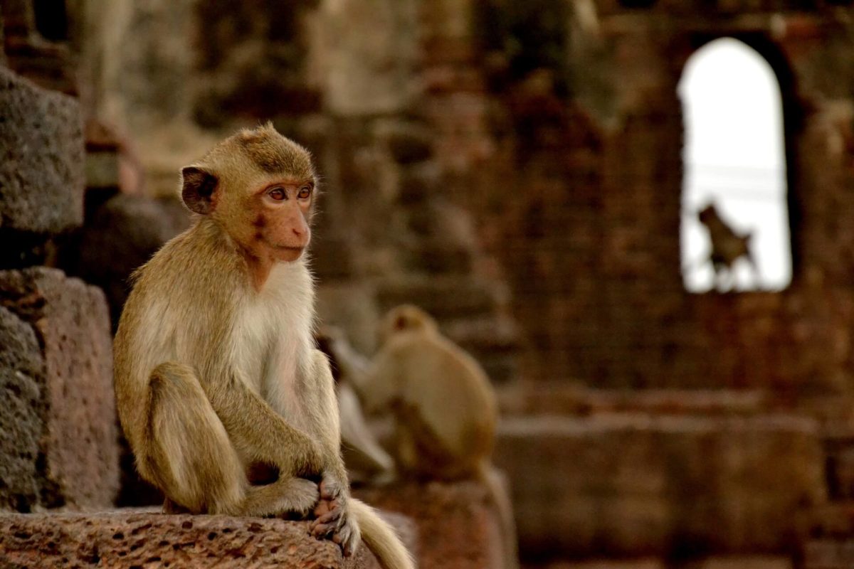 Singe à Lopburi