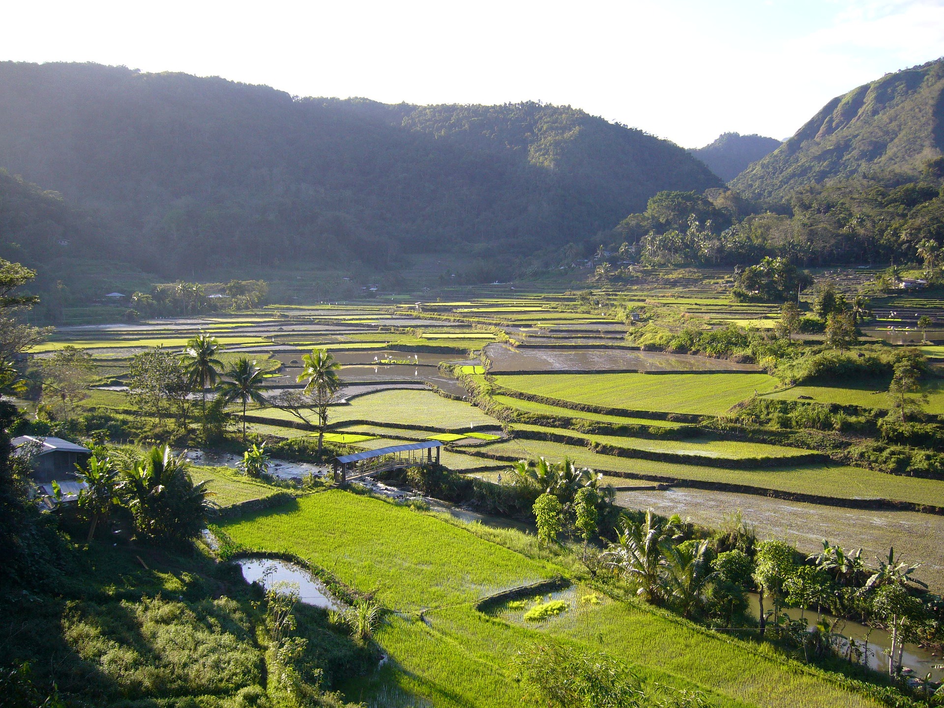 Séjour aux Philippines-Rizières à Luzon aux Philippines