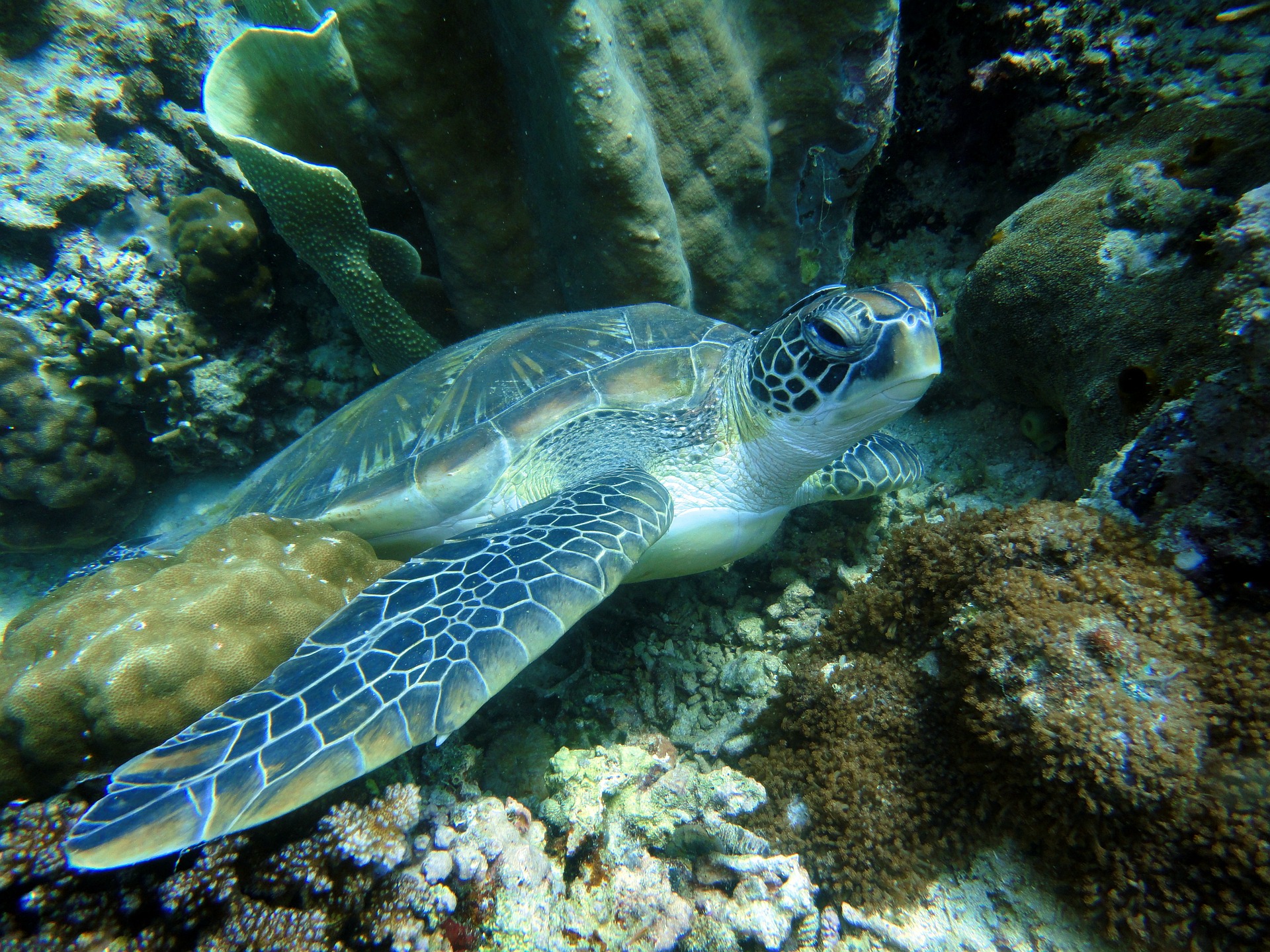 Séjour aux Philippines-Tortue marine