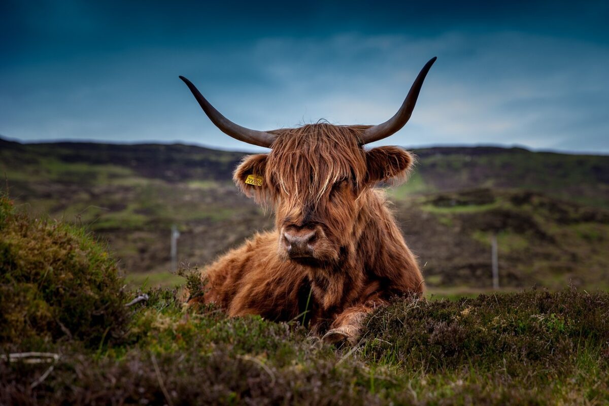 Vache écossaise