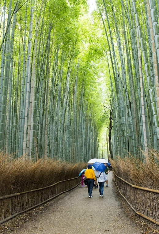 foret bambou arashiyama japon kyoto