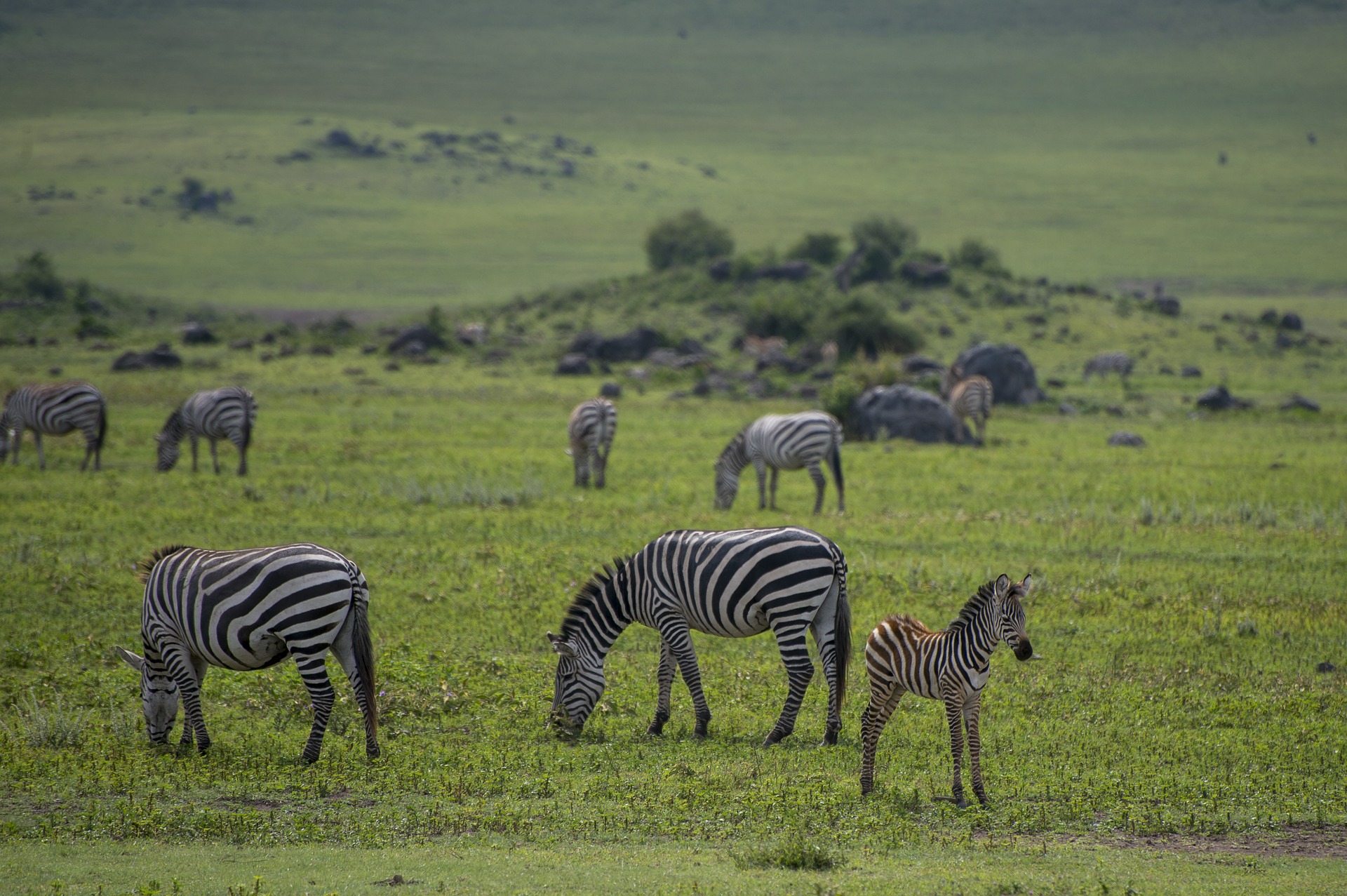 Séjour en Tanzanie-Zèbres en Tanzanie