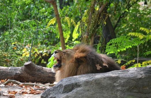 zoo bronx usa